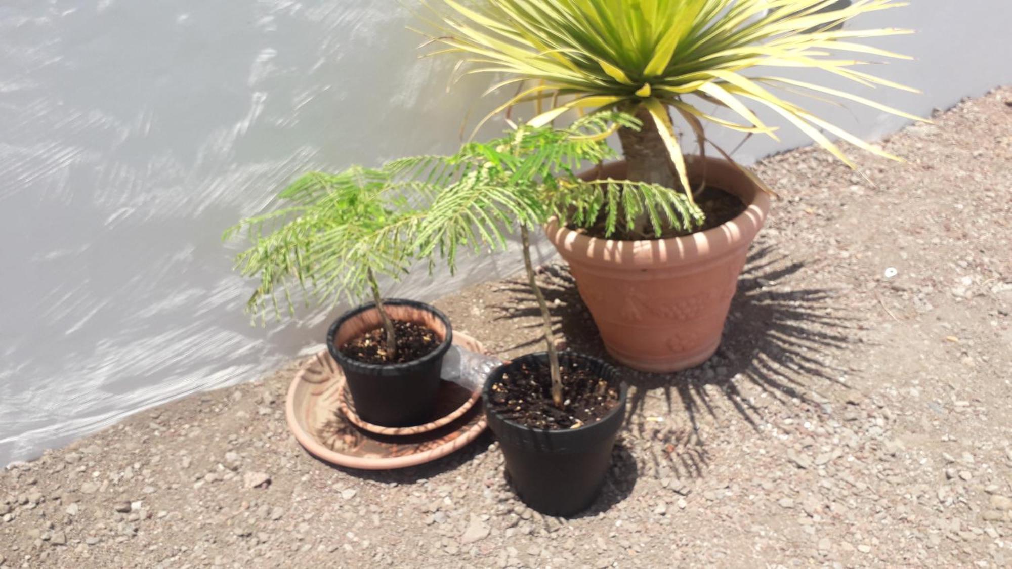 Nueva Casa Rural Piscina Privada Σάντα Κρουζ Τενερίφης Εξωτερικό φωτογραφία